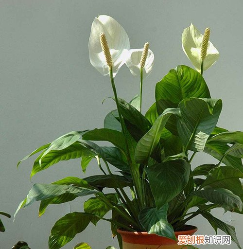 一帆风顺花图片及介绍 如何养殖一帆风顺