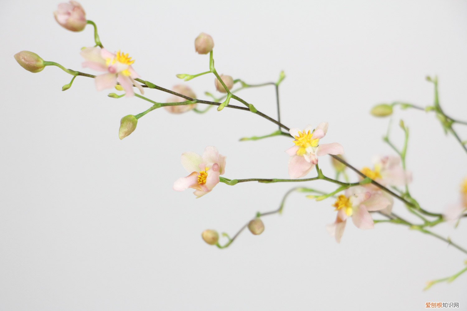 文心兰花期如何浇水 盆栽文心兰怎么浇水