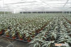 小仙女的花多久浇水 小仙女怎么施肥