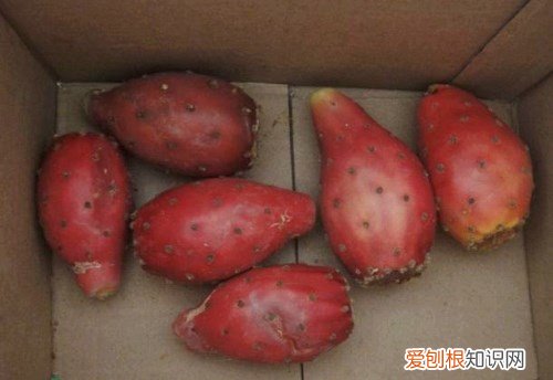 仙人掌果多少钱一斤 食用仙人掌果有哪些功效与作用