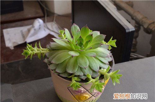 观音莲有毒吗 观音莲的功效与作用