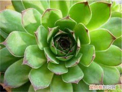 观音莲有毒吗 观音莲的功效与作用