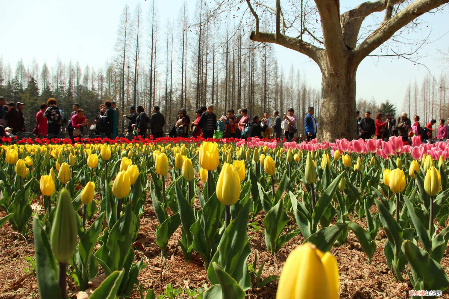 怎么盆栽郁金香 盆栽郁金香的方法