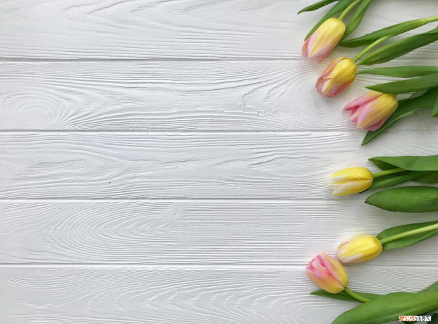 怎么盆栽郁金香 盆栽郁金香的方法