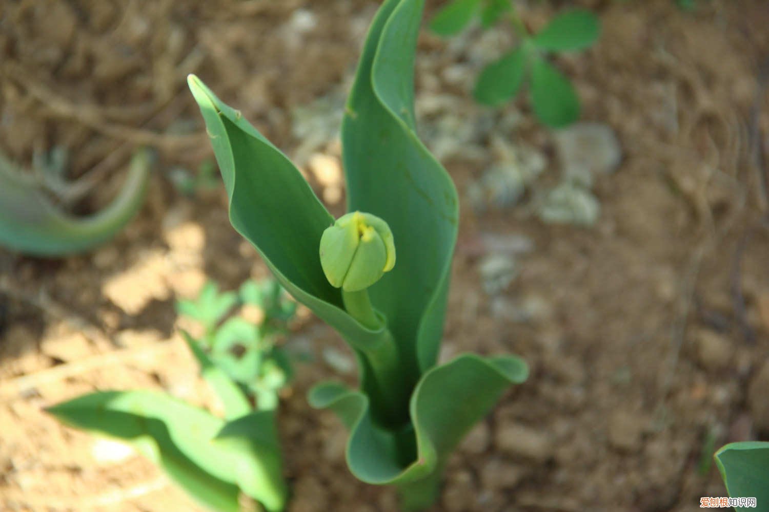 怎么盆栽郁金香 盆栽郁金香的方法