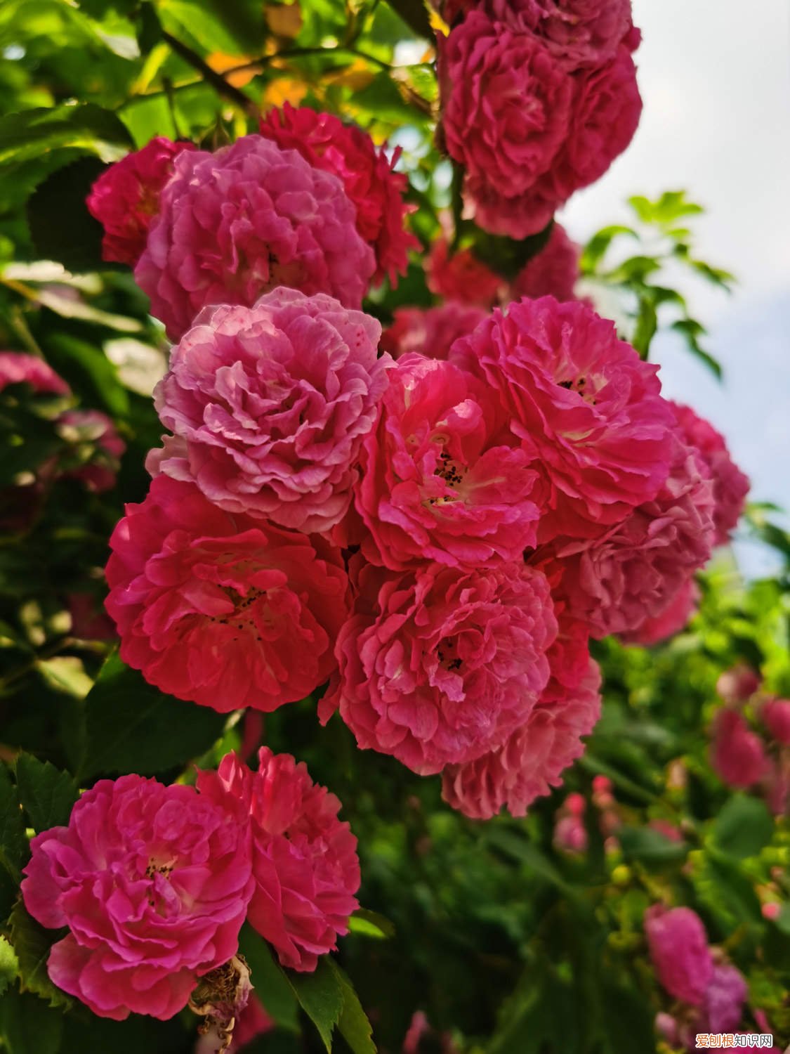 蔷薇花施肥过多丫死了咋办 蔷薇花怎么施肥