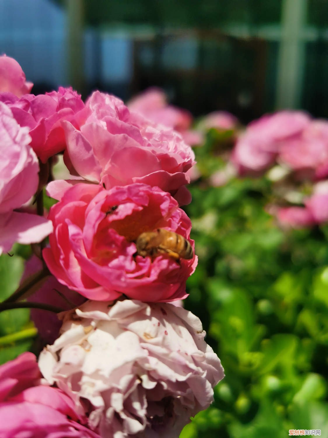 蔷薇花施肥过多丫死了咋办 蔷薇花怎么施肥