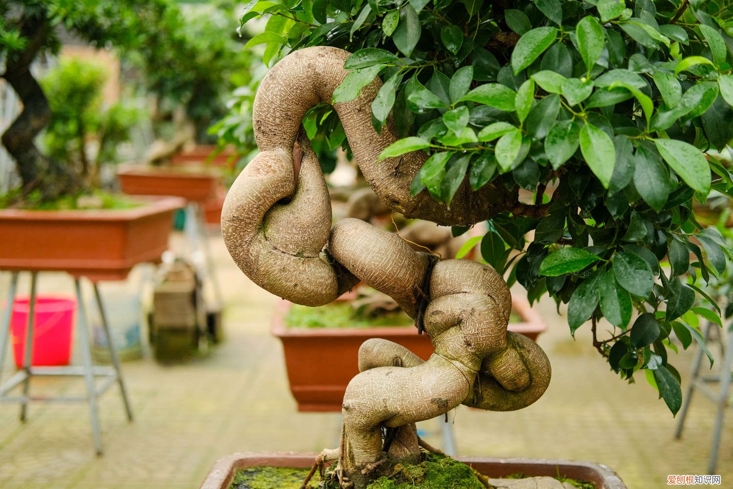 人参榕浇水见干见湿是什么意思 人参榕怎么浇水