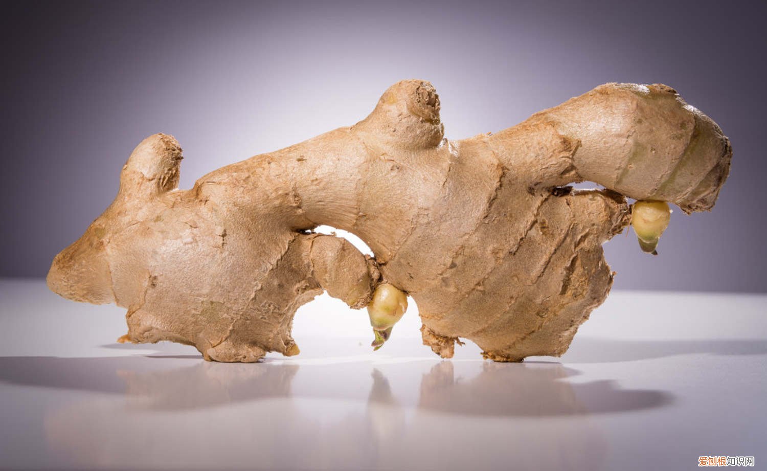 姜的繁殖方式 姜的繁殖方法