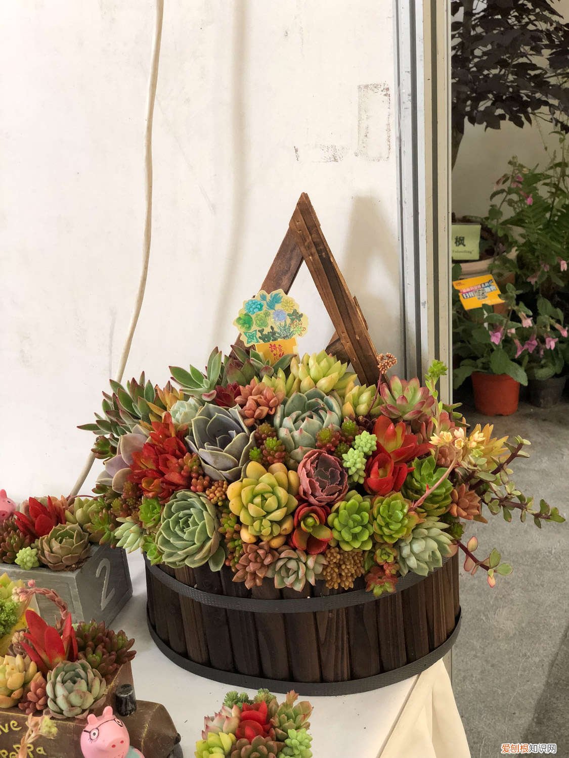如果养好多肉 养多肉必知的55个建议，肉龄20年大神的血泪之言！