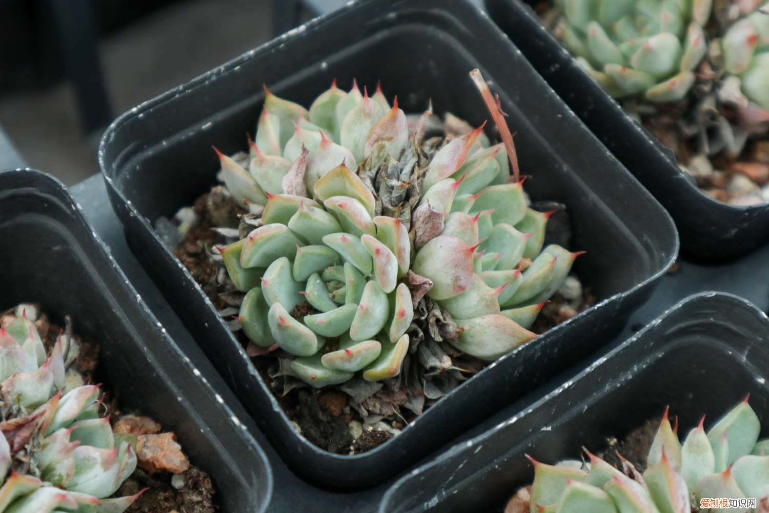 如果养好多肉 养多肉必知的55个建议，肉龄20年大神的血泪之言！