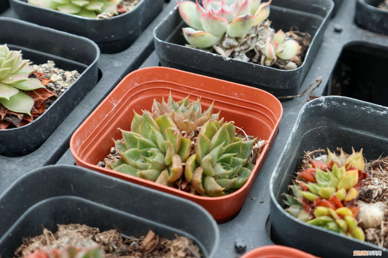 如果养好多肉 养多肉必知的55个建议，肉龄20年大神的血泪之言！