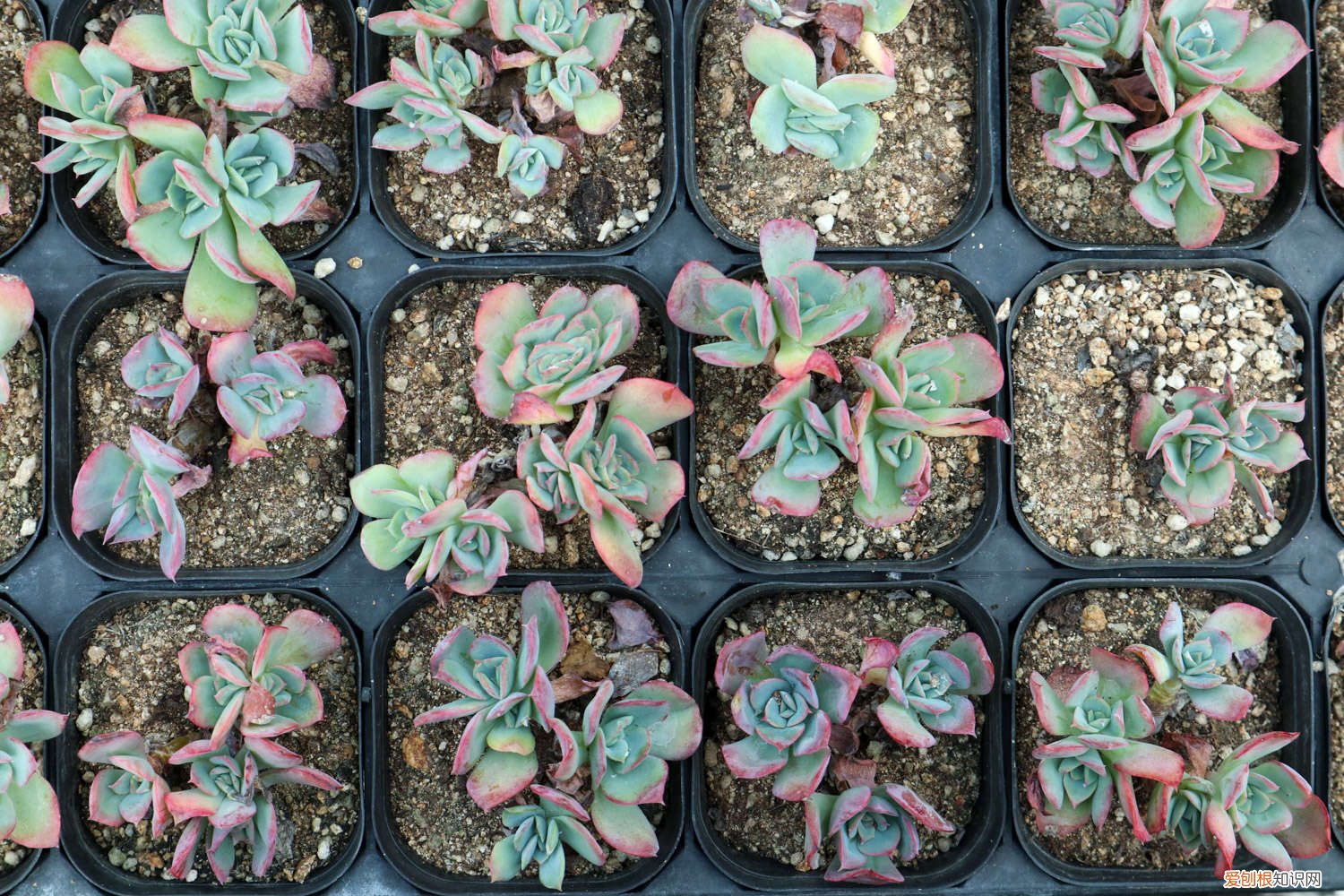 如果养好多肉 养多肉必知的55个建议，肉龄20年大神的血泪之言！