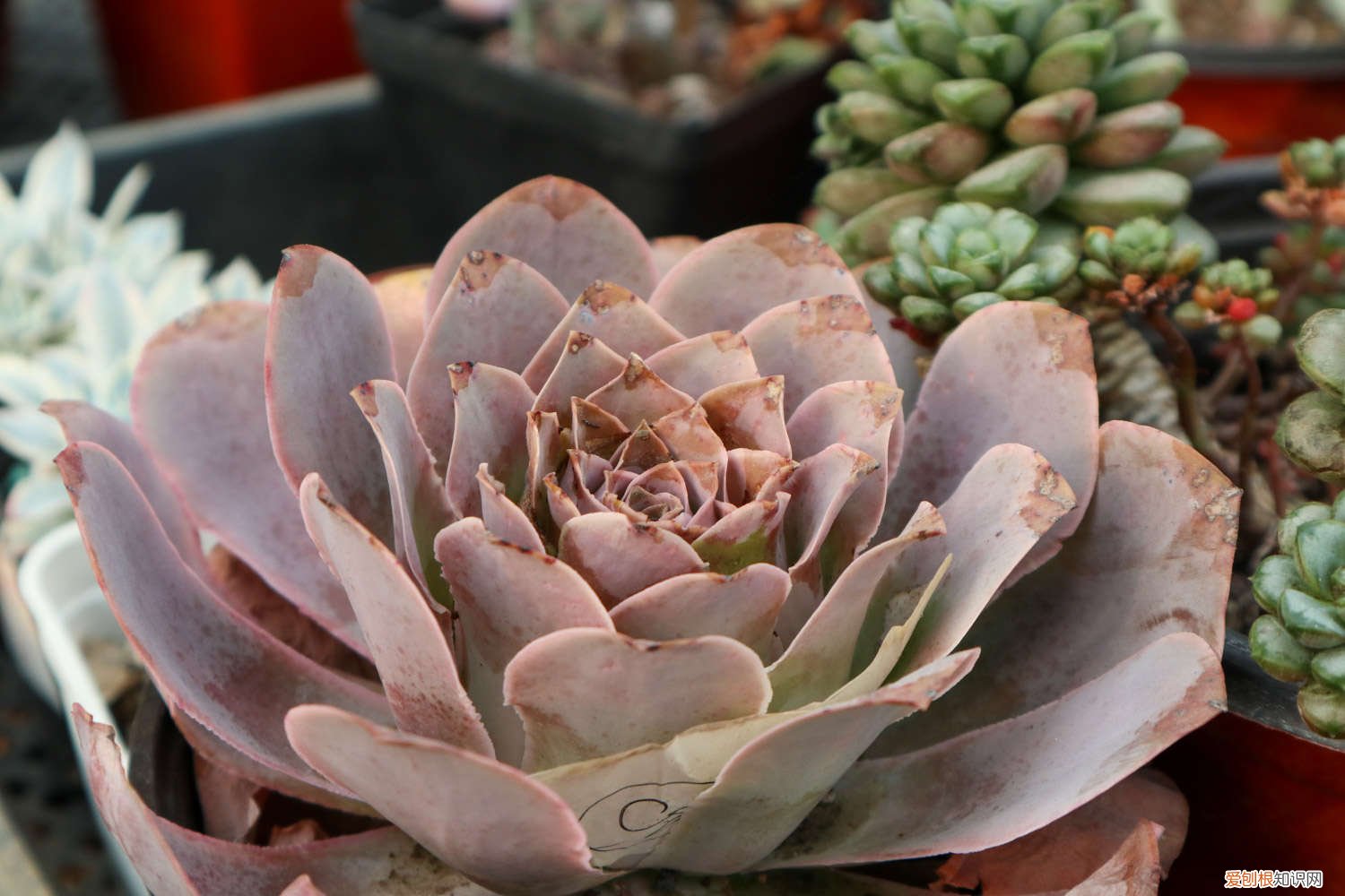 如果养好多肉 养多肉必知的55个建议，肉龄20年大神的血泪之言！