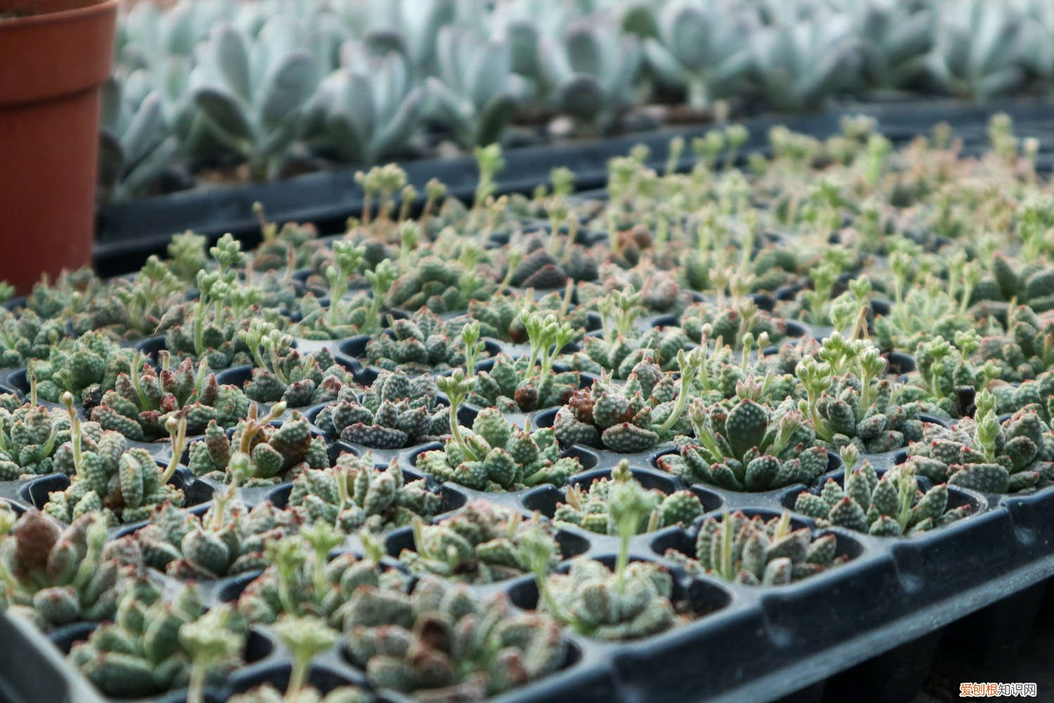 如果养好多肉 养多肉必知的55个建议，肉龄20年大神的血泪之言！