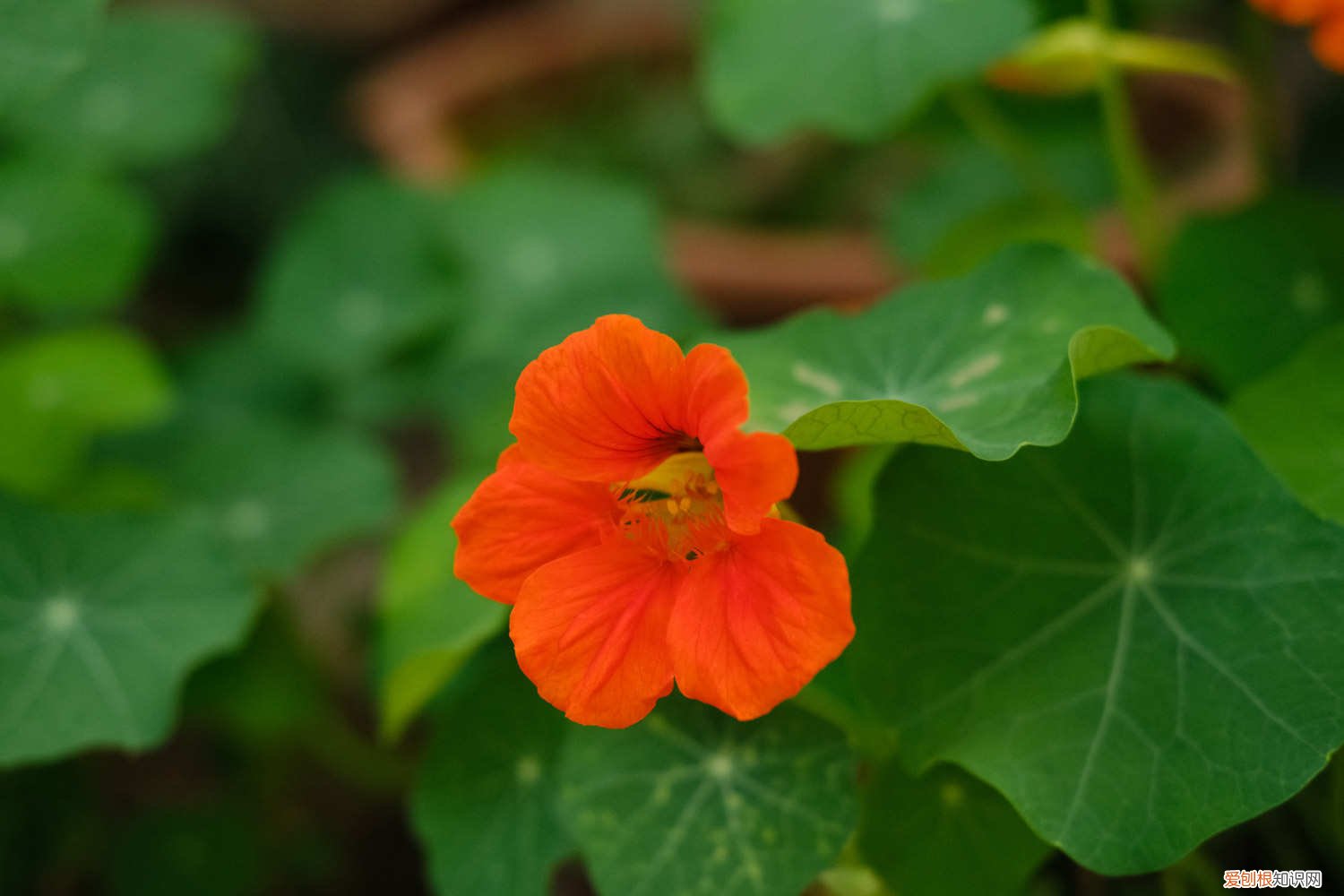 块根旱金莲的播种方法 旱金莲的播种方法,如何催芽