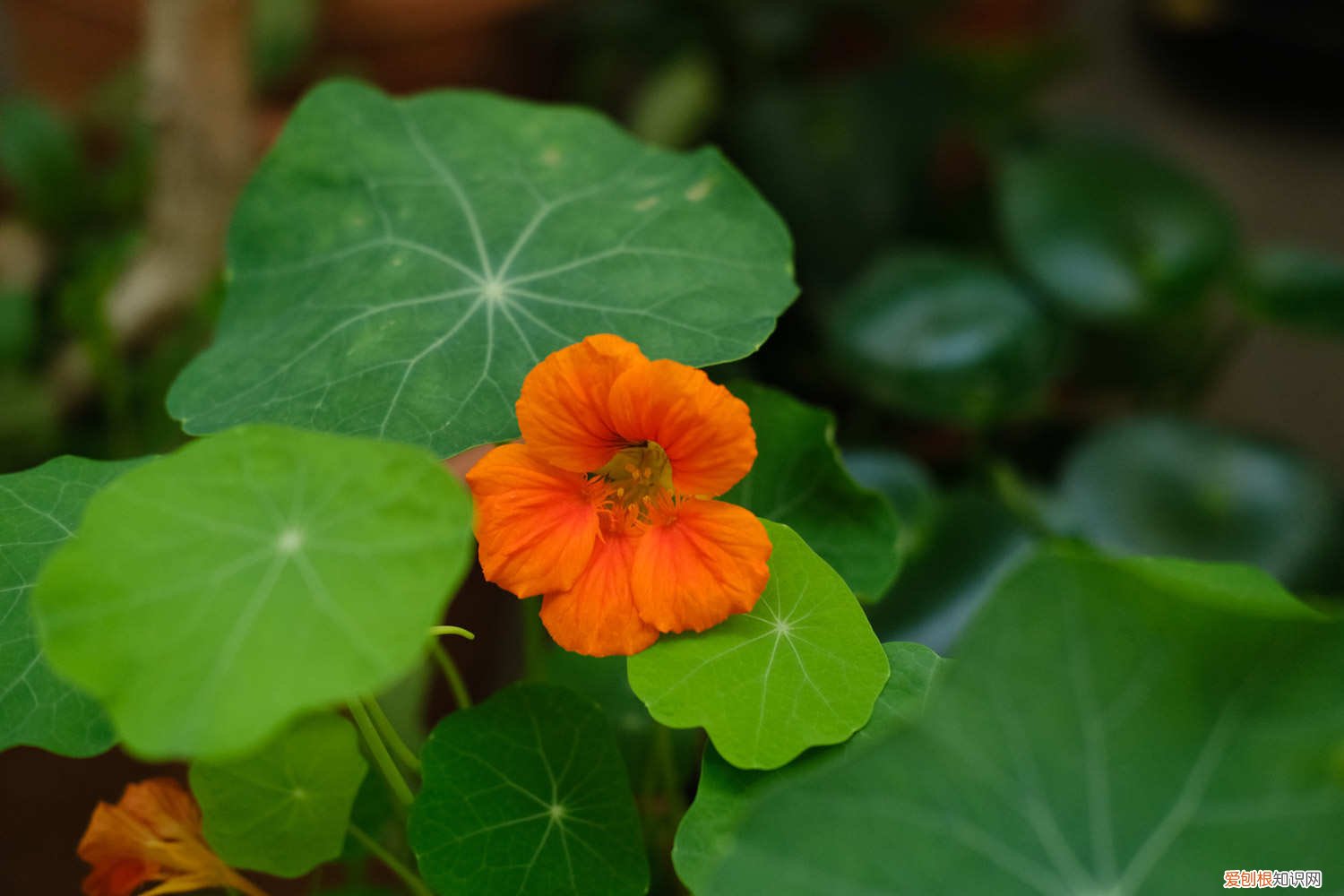 块根旱金莲的播种方法 旱金莲的播种方法,如何催芽