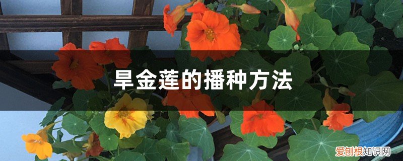 块根旱金莲的播种方法 旱金莲的播种方法,如何催芽