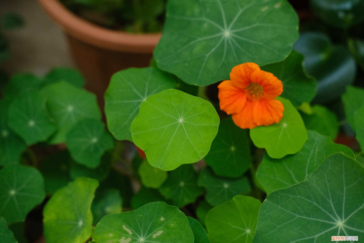 块根旱金莲的播种方法 旱金莲的播种方法,如何催芽