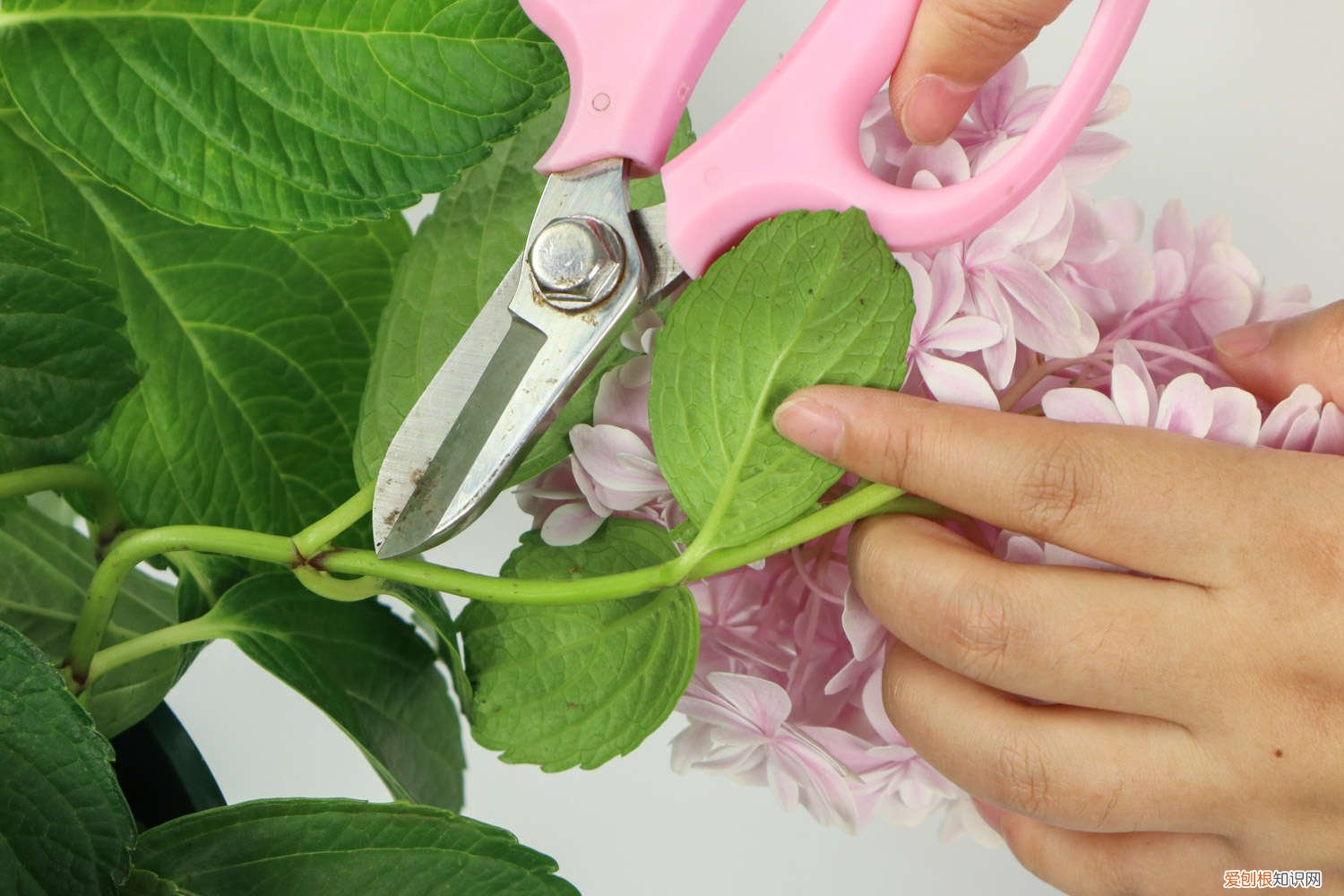 无尽夏施肥多了烧了叶子怎么办 无尽夏怎么施肥