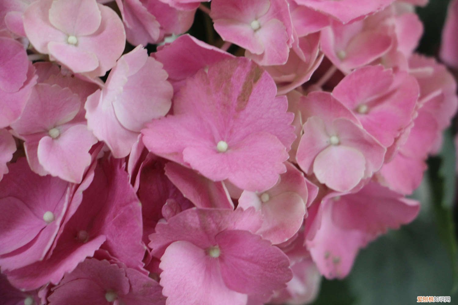 无尽夏浇水多了会怎样 无尽夏如何浇水