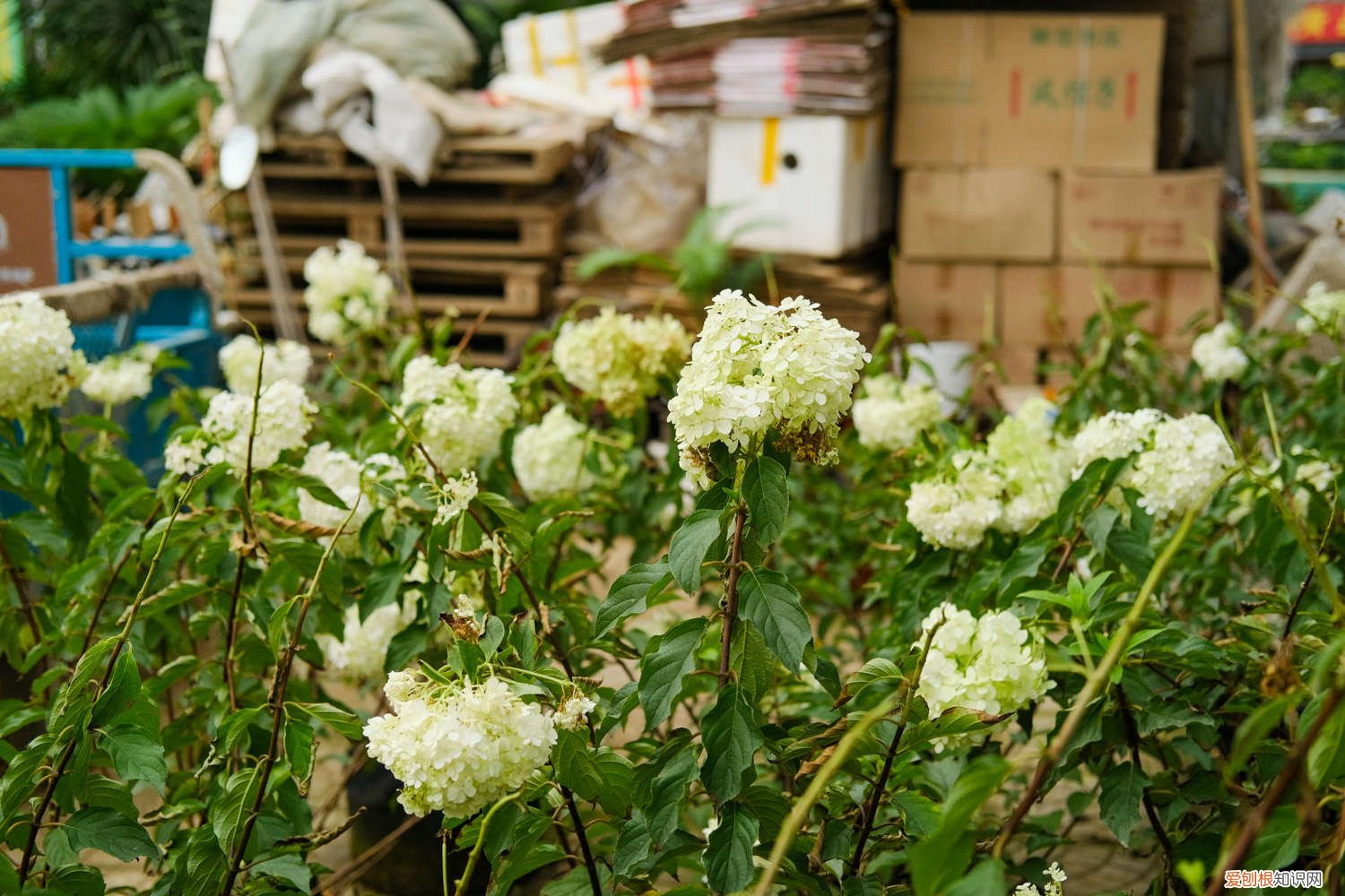 无尽夏浇水多了会怎样 无尽夏如何浇水