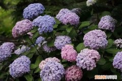 无尽夏浇水多了会怎样 无尽夏如何浇水