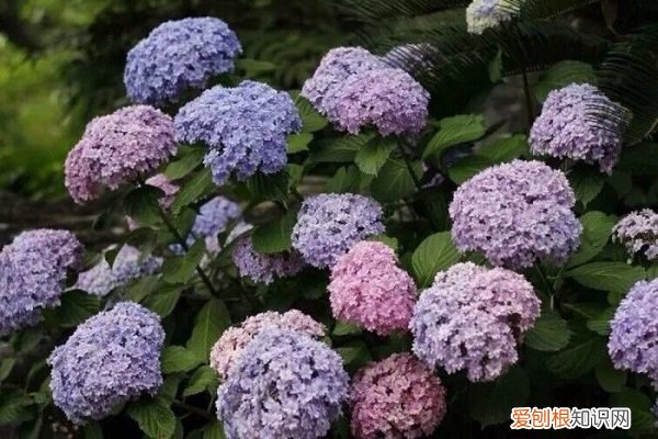 无尽夏浇水多了会怎样 无尽夏如何浇水