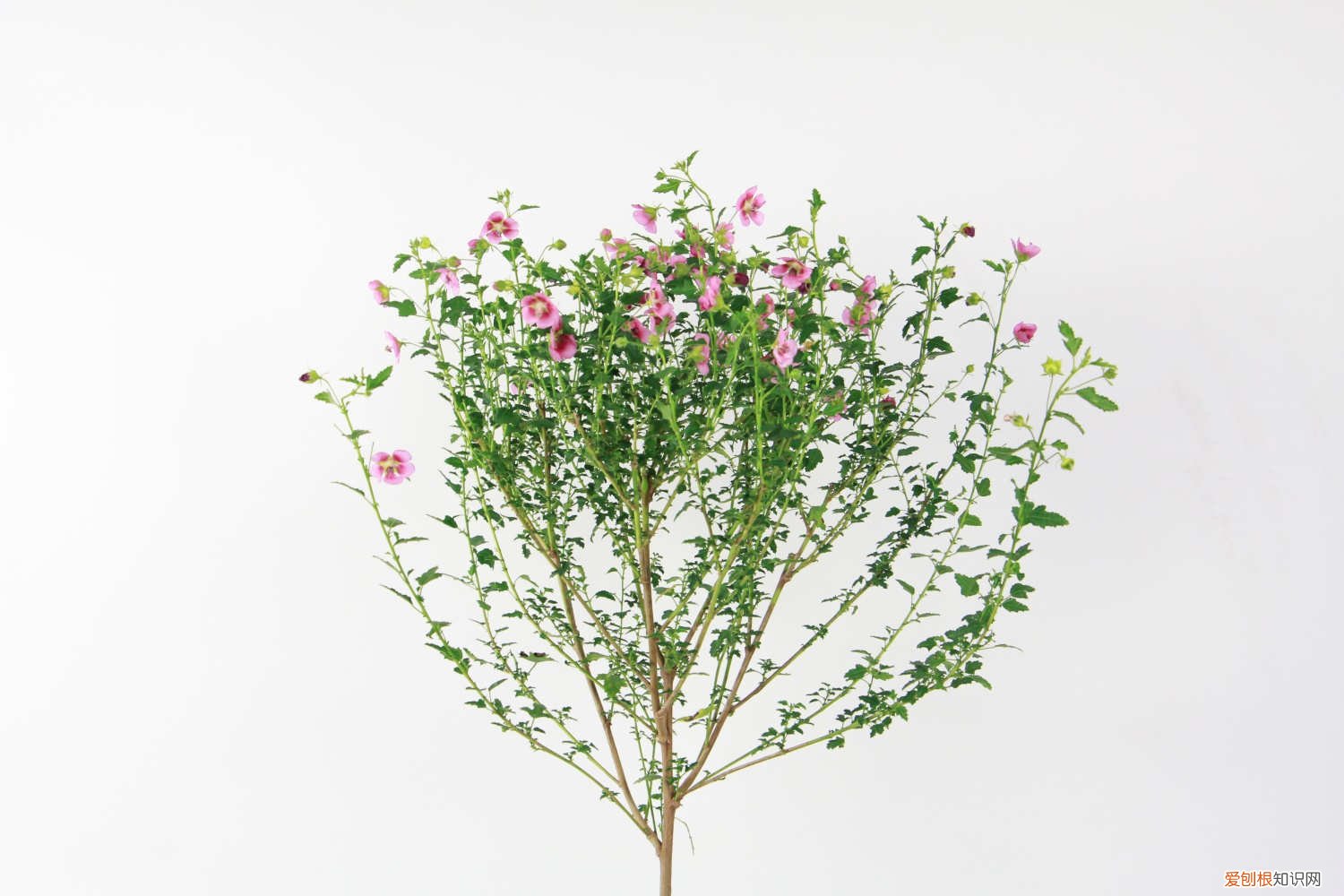 小木槿冬天怎么养才能安全过冬? 小木槿怎么过冬