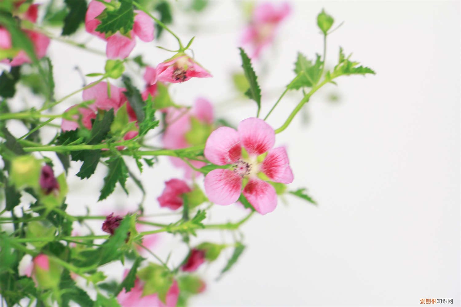 小木槿冬天怎么养才能安全过冬? 小木槿怎么过冬