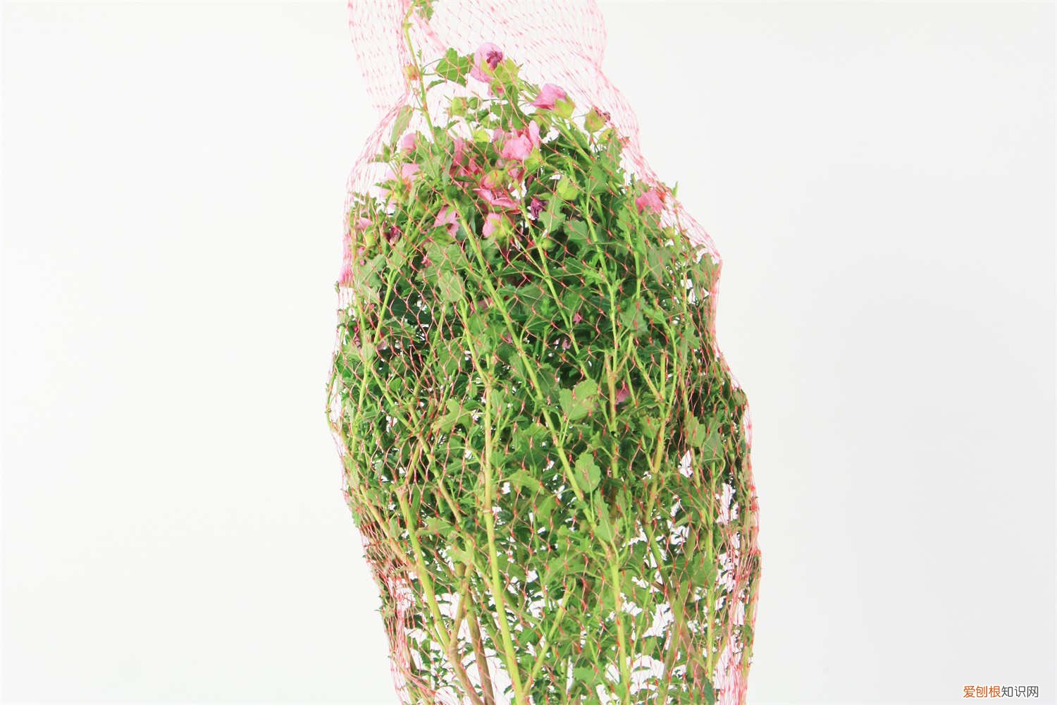 小木槿冬天怎么养才能安全过冬? 小木槿怎么过冬