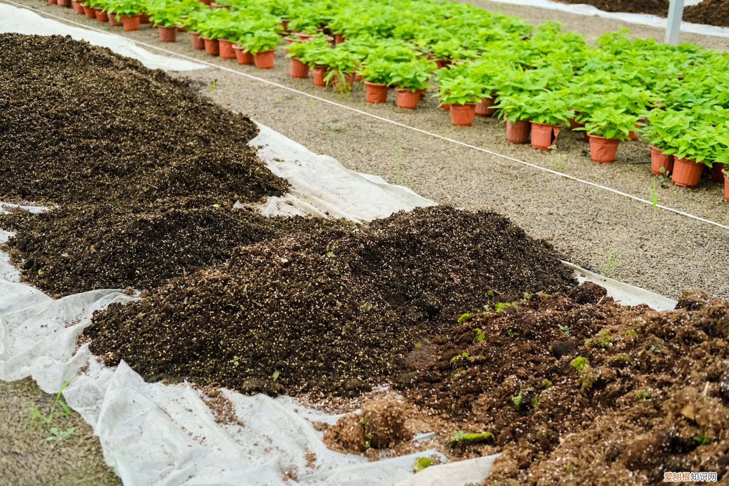 养花烂根的土还能用吗 养花用点这种土，长得快不烂根，叶子又大又绿！