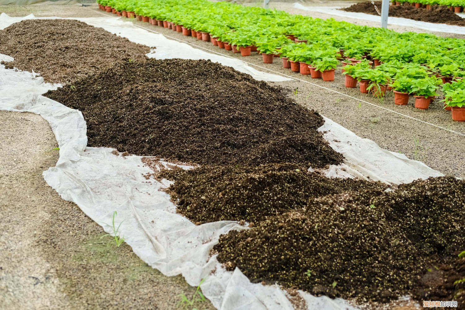 养花烂根的土还能用吗 养花用点这种土，长得快不烂根，叶子又大又绿！