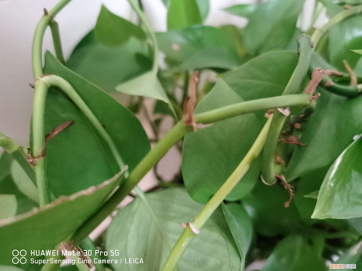 绿萝吊兰区别 绿萝吊兰…竟然有30个品种！而你只见过2种！