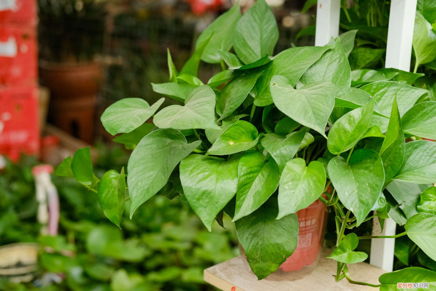 绿萝吊兰区别 绿萝吊兰…竟然有30个品种！而你只见过2种！