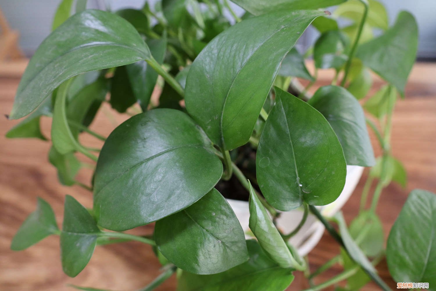 绿萝吊兰区别 绿萝吊兰…竟然有30个品种！而你只见过2种！