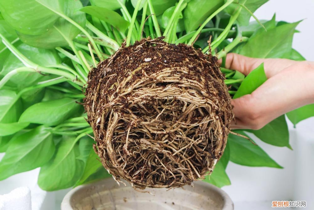 绿萝吊兰区别 绿萝吊兰…竟然有30个品种！而你只见过2种！