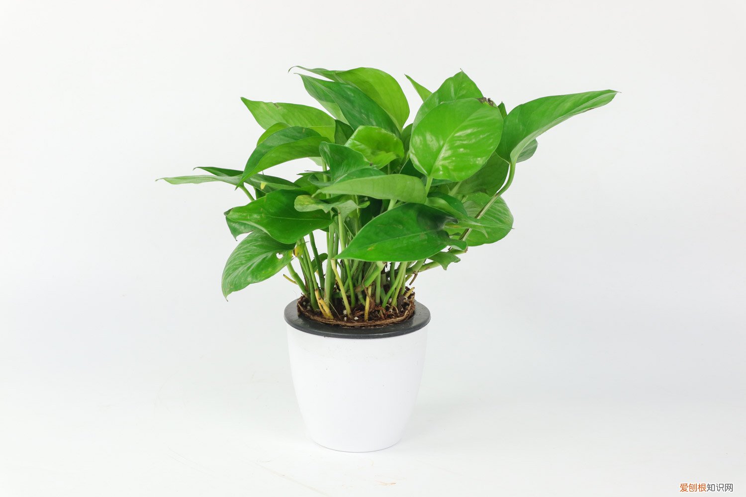 绿萝吊兰区别 绿萝吊兰…竟然有30个品种！而你只见过2种！