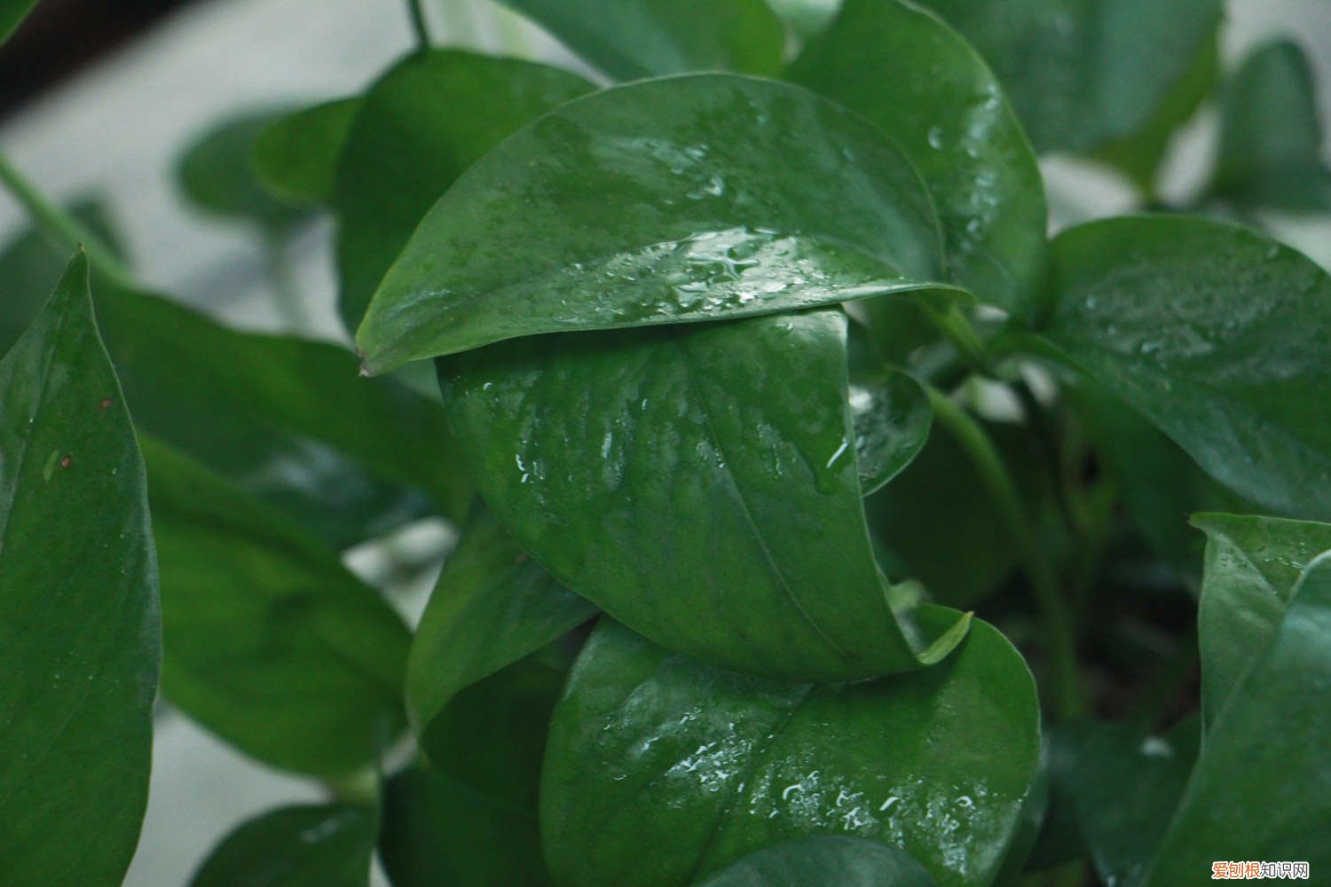 绿萝吊兰区别 绿萝吊兰…竟然有30个品种！而你只见过2种！