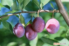 李子树种庭院好吗 庭院李子树怎么种