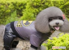 狗狗的衣服怎么做 制作狗狗衣服的方法