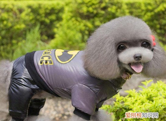 狗狗的衣服怎么做 制作狗狗衣服的方法