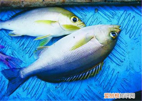 油鱼和鳕鱼的区别在哪些方面 鳕鱼菜谱大全
