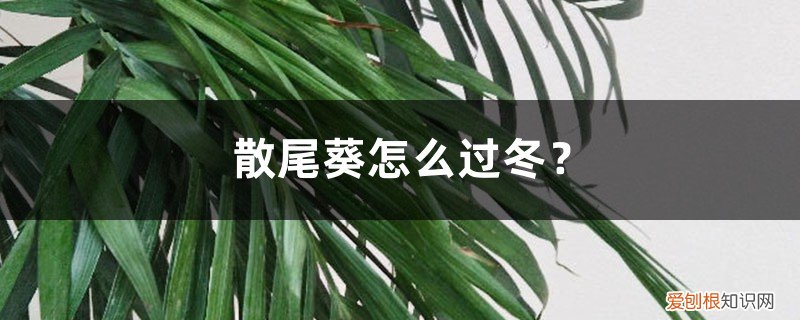 散尾葵可以过冬吗 散尾葵怎么过冬？