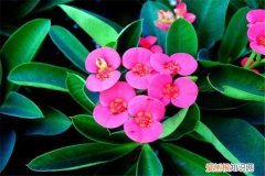 虎刺梅冬天怎么养护和浇水 虎刺梅冬天怎么养？