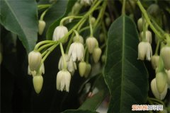 木莲北方可以种吗 灰木莲的种植方法