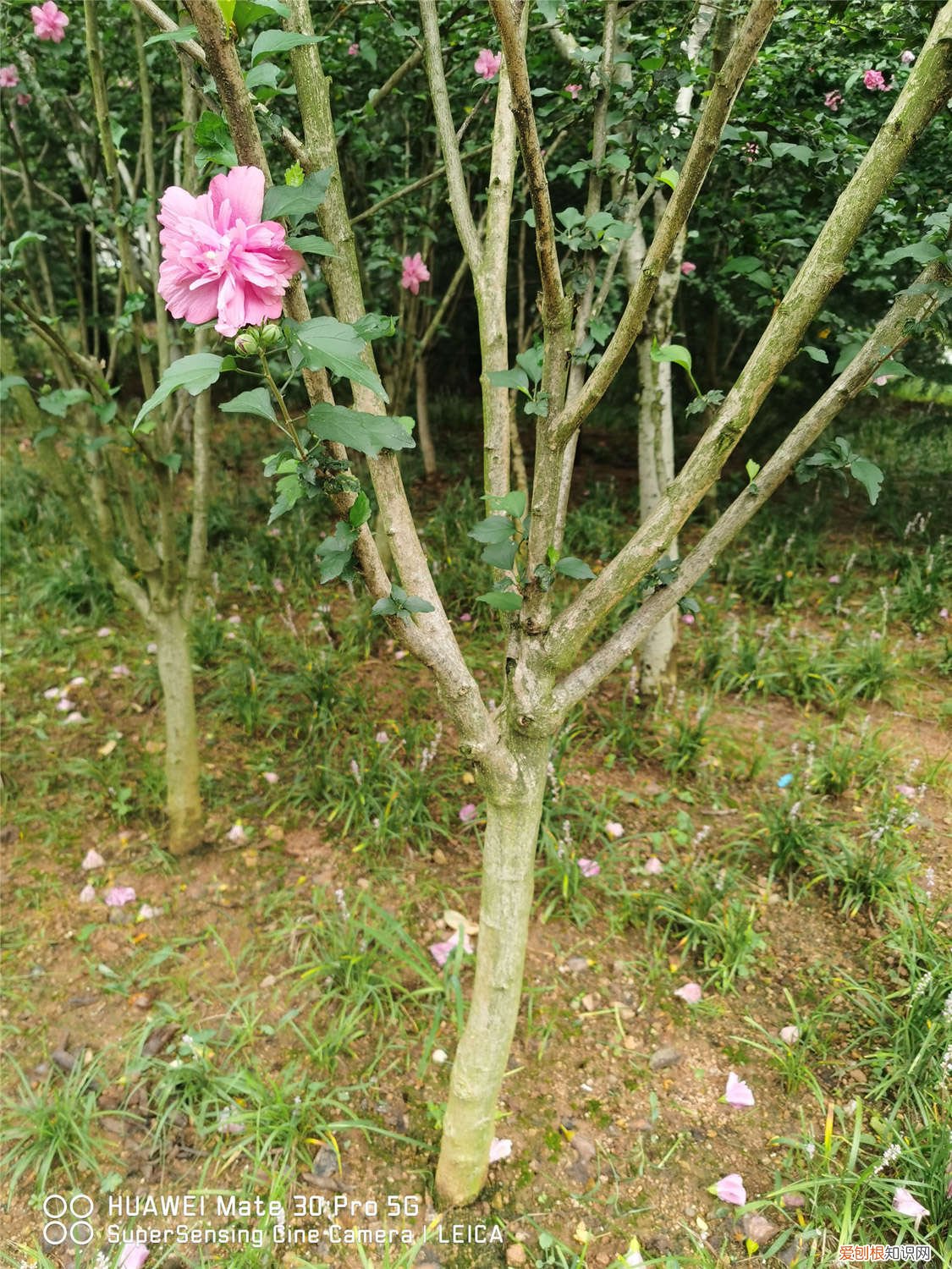 木槿怎么施肥视频 木槿怎么施肥