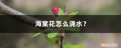 海棠花怎么浇水 海棠花怎么浇水？