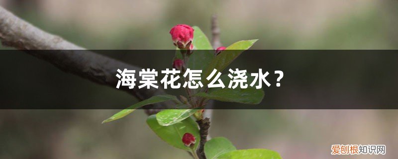 海棠花怎么浇水 海棠花怎么浇水?