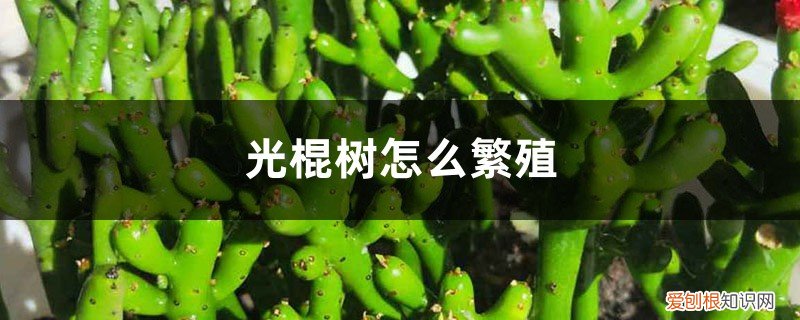 光棍树如何叶插繁殖 光棍树怎么繁殖，冬天能扦插吗